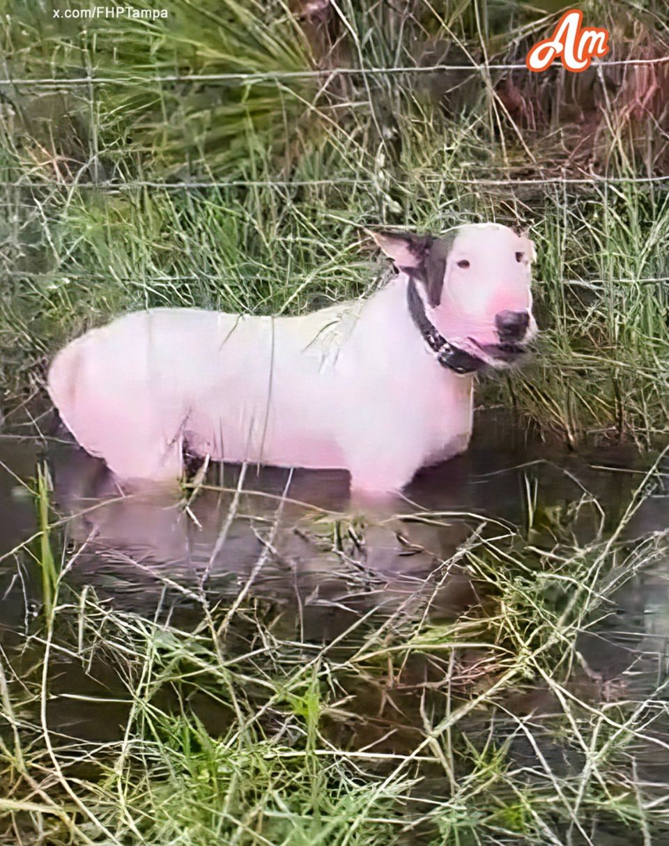 Abandoned dog left tied to fence on side of I-75 hours before Hurricane Milton hits