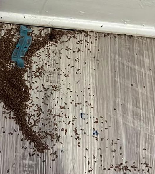 Mother asks internet for help after finding mysterious piles of ‘brown bits’ in daughter’s bedroom